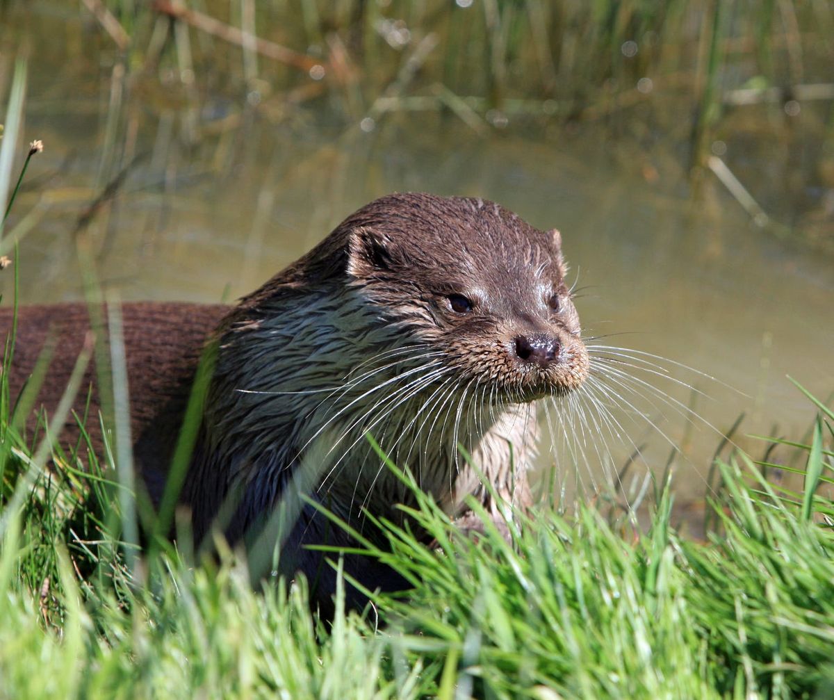 Otter.ai is absolutely amazing